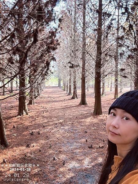 【雲林。林內】不夠紅也很美．九芎落羽松秘境