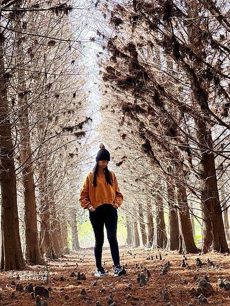 【雲林。林內】不夠紅也很美．九芎落羽松秘境