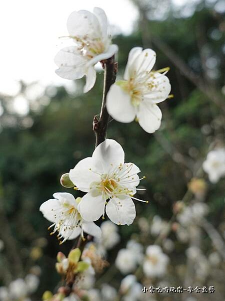 台中-新社梅花隧道 (11).jpg