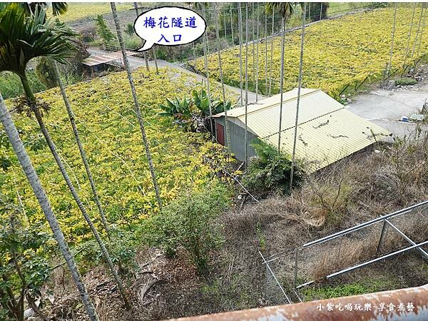 台中-新社梅花隧道 (2).jpg