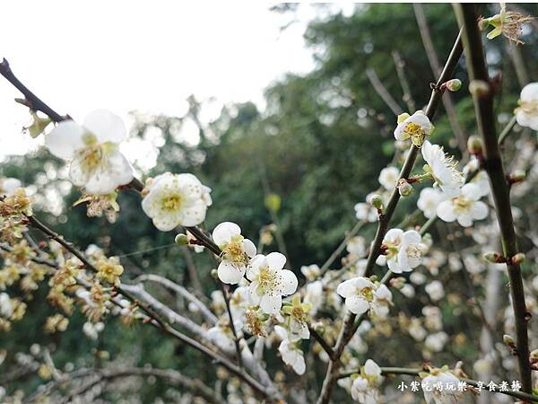 台中-新社梅花隧道 (21).jpg