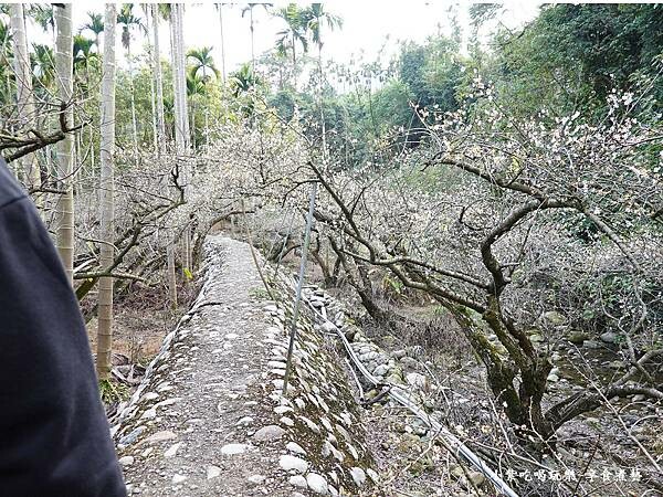 台中-新社梅花隧道 (19).jpg