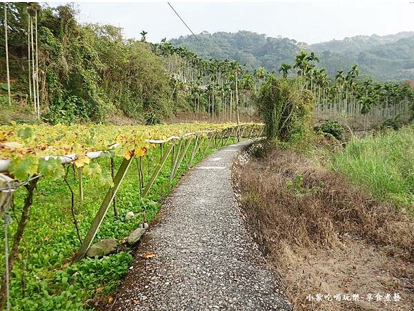 台中-新社梅花隧道 (6).jpg