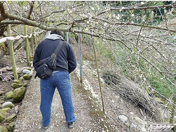 台中-新社梅花隧道 (15).jpg