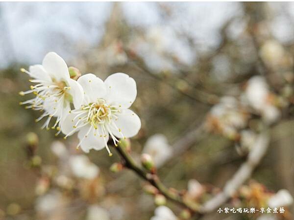 台中-新社梅花隧道 (10).jpg