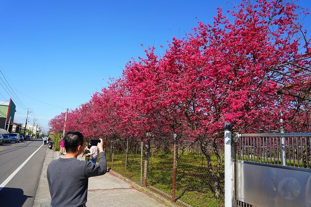 台中市中區2024新社櫻花季｜台中新社免費賞櫻景點大放送，賞櫻懶人包!