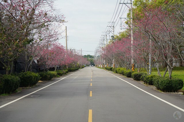 台中市中區2024新社櫻花季｜台中新社免費賞櫻景點大放送，賞櫻懶人包!