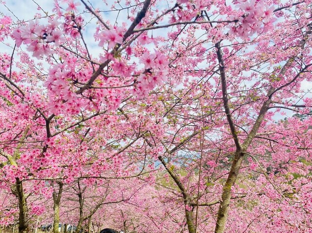 雲林縣古坑鄉2024青山坪農場｜1月15日登場，雲林賞花新秘境，粉色櫻花，免費入園