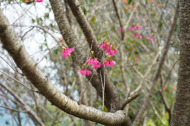 台中市中區2024新社櫻花季｜台中新社免費賞櫻景點大放送，賞櫻懶人包!