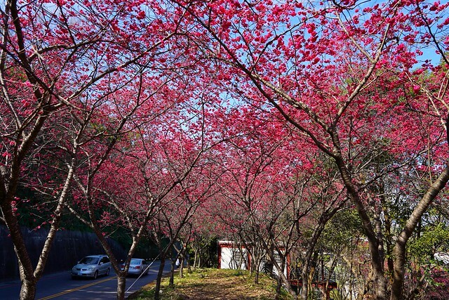 台中市中區2024新社櫻花季｜台中新社免費賞櫻景點大放送，賞櫻懶人包!