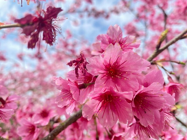 雲林縣古坑鄉2024青山坪農場｜1月15日登場，雲林賞花新秘境，粉色櫻花，免費入園