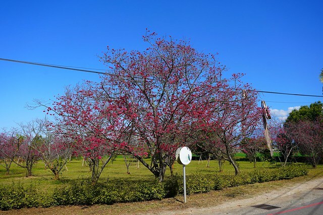 台中市中區2024新社櫻花季｜台中新社免費賞櫻景點大放送，賞櫻懶人包!