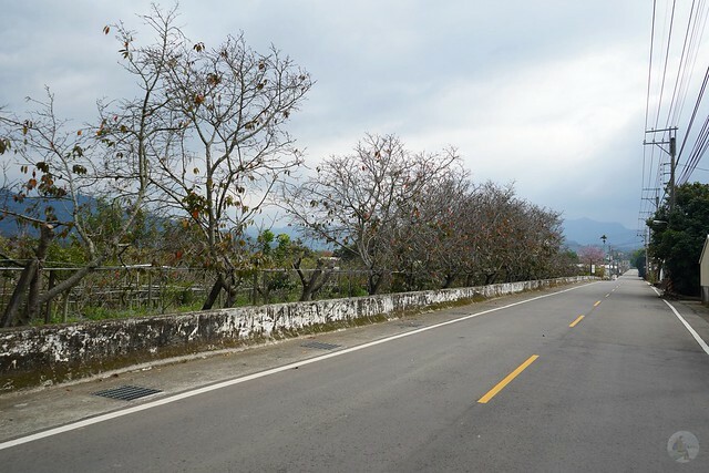 台中市中區2024新社櫻花季｜台中新社免費賞櫻景點大放送，賞櫻懶人包!