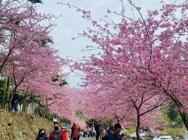 雲林縣古坑鄉2024青山坪農場｜1月15日登場，雲林賞花新秘境，粉色櫻花，免費入園
