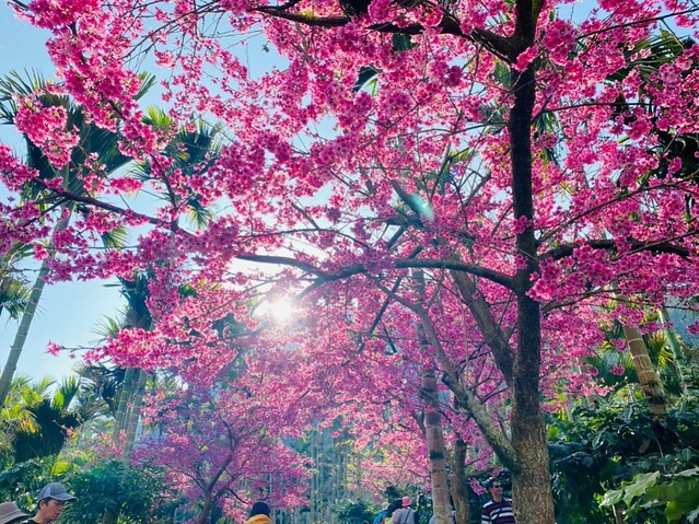 雲林縣古坑鄉2024青山坪農場｜1月15日登場，雲林賞花新秘境，粉色櫻花，免費入園