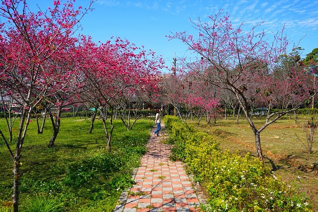 台中市中區2024新社櫻花季｜台中新社免費賞櫻景點大放送，賞櫻懶人包!