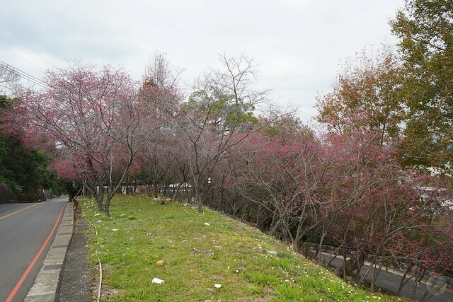 台中市中區2024新社櫻花季｜台中新社免費賞櫻景點大放送，賞櫻懶人包!