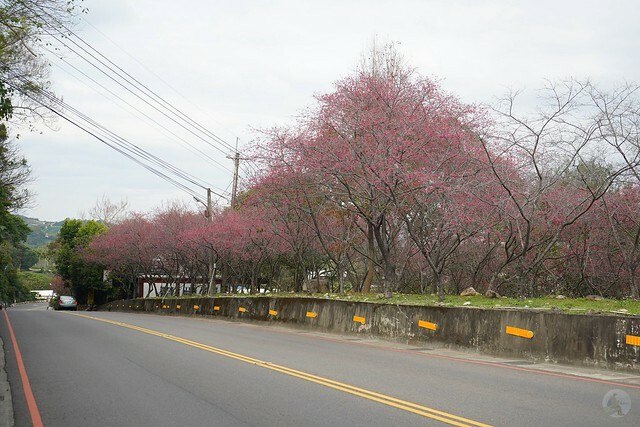 台中市中區2024新社櫻花季｜台中新社免費賞櫻景點大放送，賞櫻懶人包!