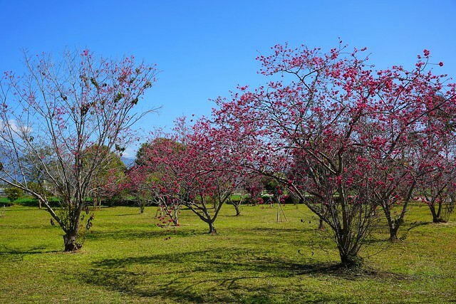 台中市中區2024新社櫻花季｜台中新社免費賞櫻景點大放送，賞櫻懶人包!