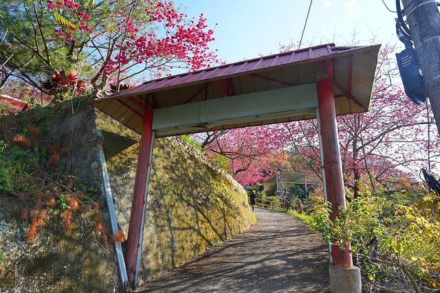 台中市中區2024新社櫻花季｜台中新社免費賞櫻景點大放送，賞櫻懶人包!