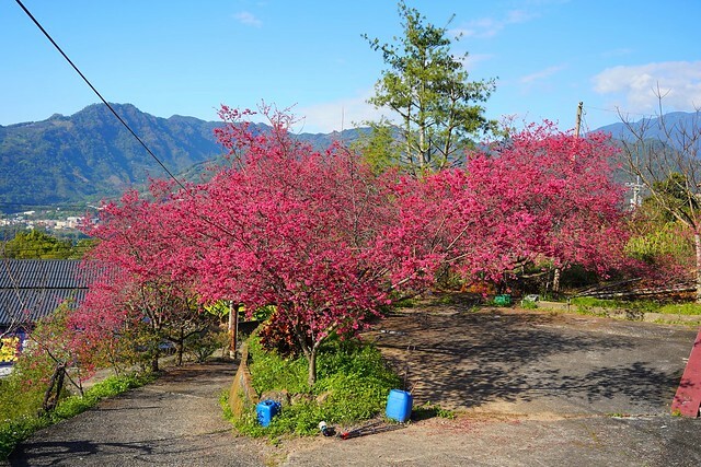 台中市中區2024新社櫻花季｜台中新社免費賞櫻景點大放送，賞櫻懶人包!