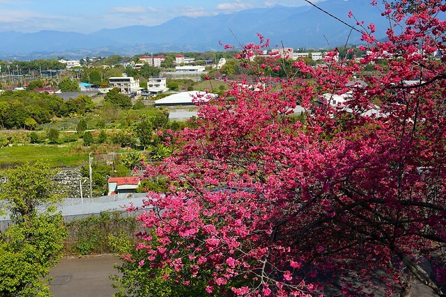 台中市中區2024新社櫻花季｜台中新社免費賞櫻景點大放送，賞櫻懶人包!