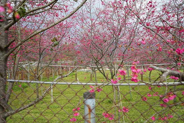 台中市中區2024新社櫻花季｜台中新社免費賞櫻景點大放送，賞櫻懶人包!