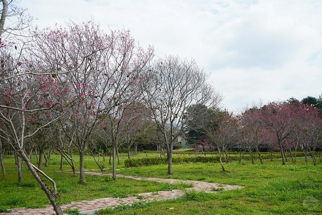 台中市中區2024新社櫻花季｜台中新社免費賞櫻景點大放送，賞櫻懶人包!