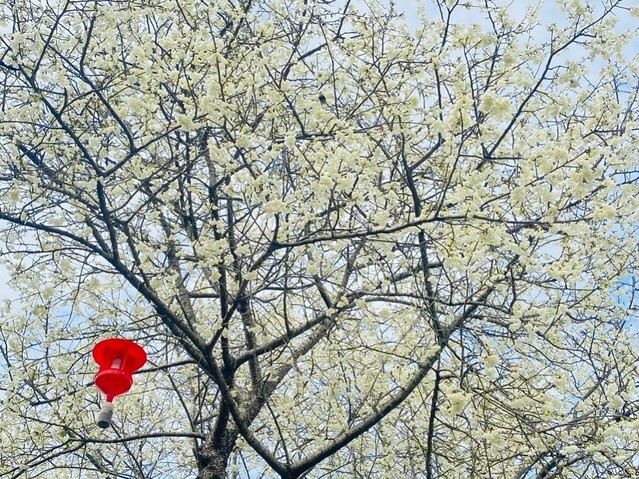 雲林縣古坑鄉2024青山坪農場｜1月15日登場，雲林賞花新秘境，粉色櫻花，免費入園