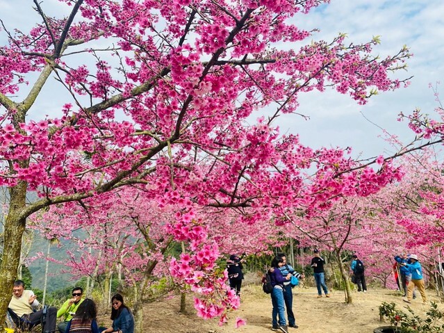 雲林縣古坑鄉2024青山坪農場｜1月15日登場，雲林賞花新秘境，粉色櫻花，免費入園