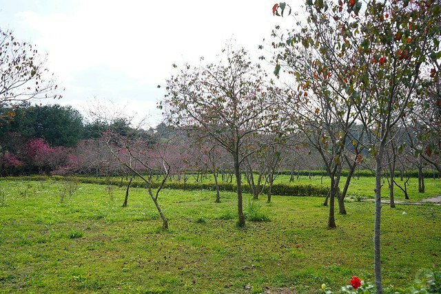 台中市中區2024新社櫻花季｜台中新社免費賞櫻景點大放送，賞櫻懶人包!