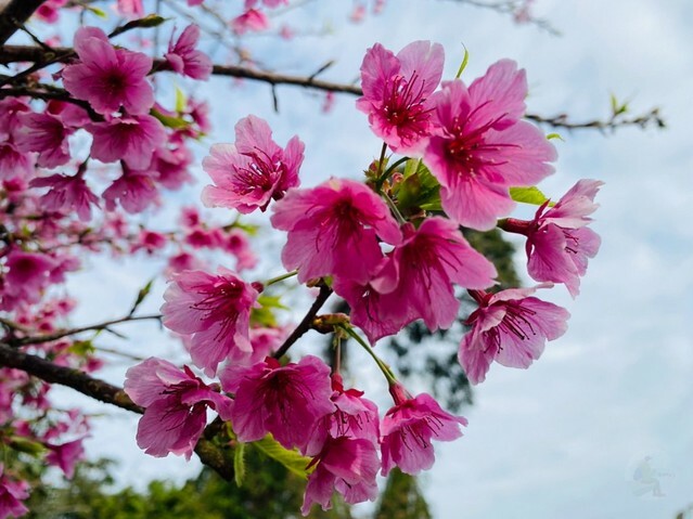 雲林縣古坑鄉2024青山坪農場｜1月15日登場，雲林賞花新秘境，粉色櫻花，免費入園