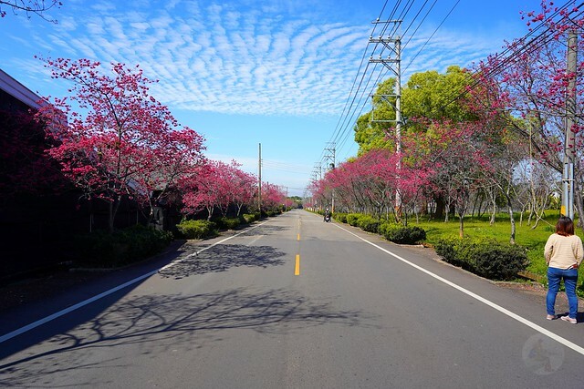 台中市中區2024新社櫻花季｜台中新社免費賞櫻景點大放送，賞櫻懶人包!
