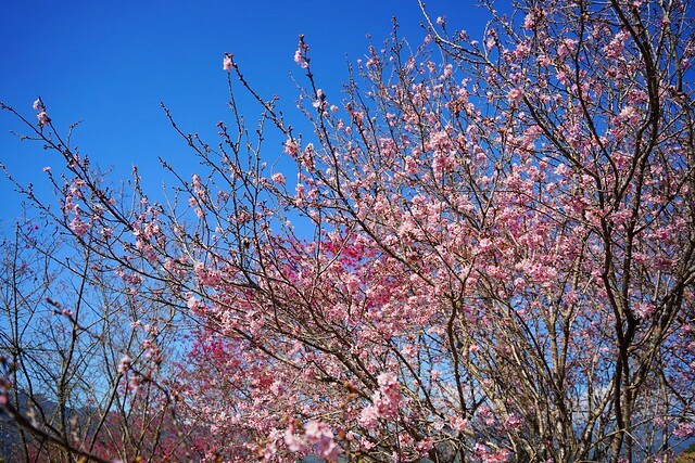 台中市中區2024新社櫻花季｜台中新社免費賞櫻景點大放送，賞櫻懶人包!