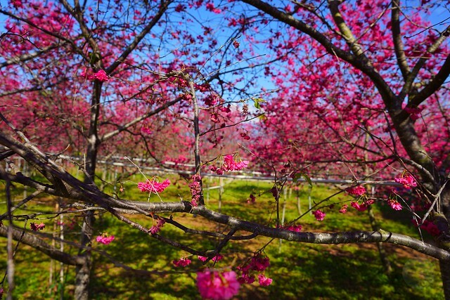 台中市中區2024新社櫻花季｜台中新社免費賞櫻景點大放送，賞櫻懶人包!