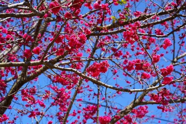 台中市中區2024新社櫻花季｜台中新社免費賞櫻景點大放送，賞櫻懶人包!