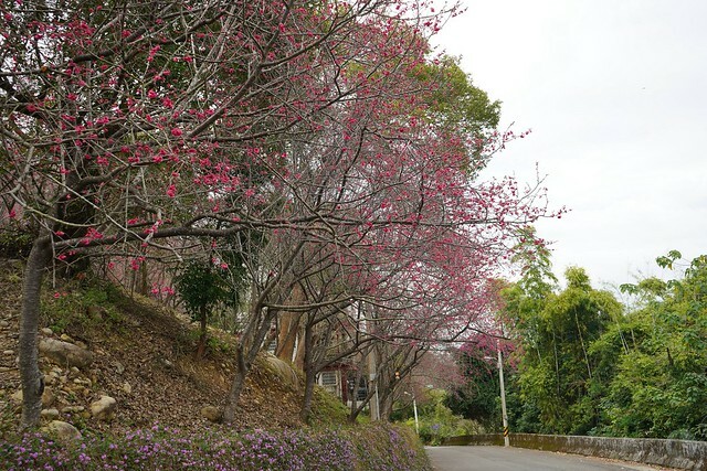 台中市中區2024新社櫻花季｜台中新社免費賞櫻景點大放送，賞櫻懶人包!