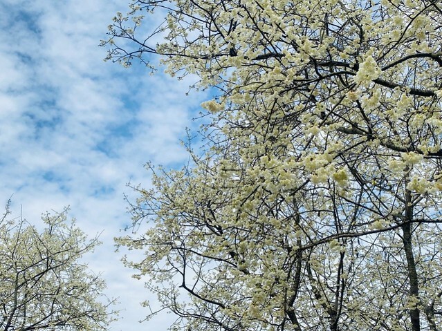 雲林縣古坑鄉2024青山坪農場｜1月15日登場，雲林賞花新秘境，粉色櫻花，免費入園