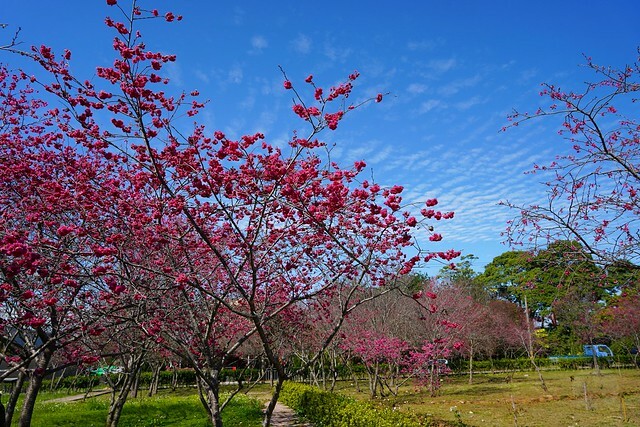 台中市中區2024新社櫻花季｜台中新社免費賞櫻景點大放送，賞櫻懶人包!