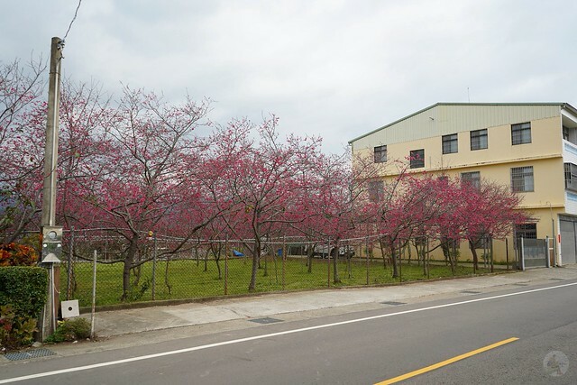 台中市中區2024新社櫻花季｜台中新社免費賞櫻景點大放送，賞櫻懶人包!