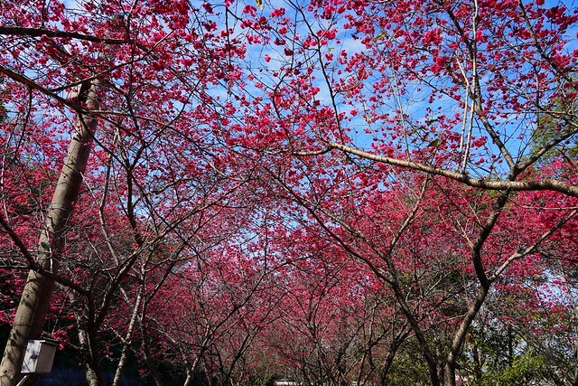 台中市中區2024新社櫻花季｜台中新社免費賞櫻景點大放送，賞櫻懶人包!