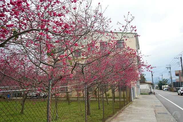 台中市中區2024新社櫻花季｜台中新社免費賞櫻景點大放送，賞櫻懶人包!