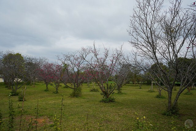 台中市中區2024新社櫻花季｜台中新社免費賞櫻景點大放送，賞櫻懶人包!