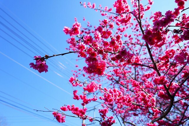 台中市中區2024新社櫻花季｜台中新社免費賞櫻景點大放送，賞櫻懶人包!