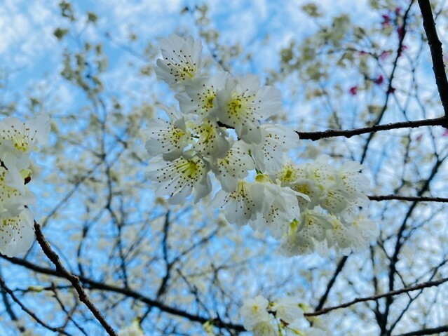 雲林縣古坑鄉2024青山坪農場｜1月15日登場，雲林賞花新秘境，粉色櫻花，免費入園