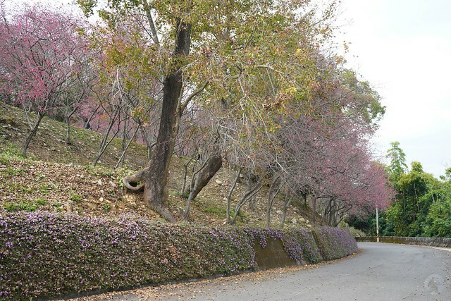台中市中區2024新社櫻花季｜台中新社免費賞櫻景點大放送，賞櫻懶人包!