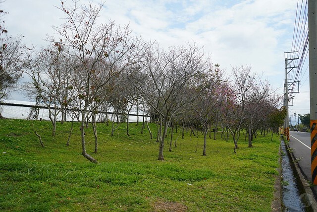 台中市中區2024新社櫻花季｜台中新社免費賞櫻景點大放送，賞櫻懶人包!