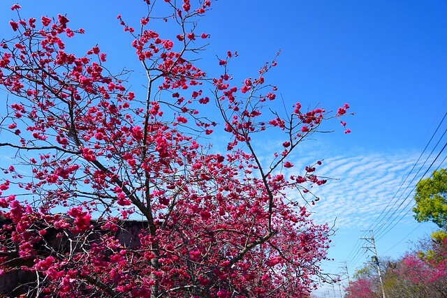 台中市中區2024新社櫻花季｜台中新社免費賞櫻景點大放送，賞櫻懶人包!