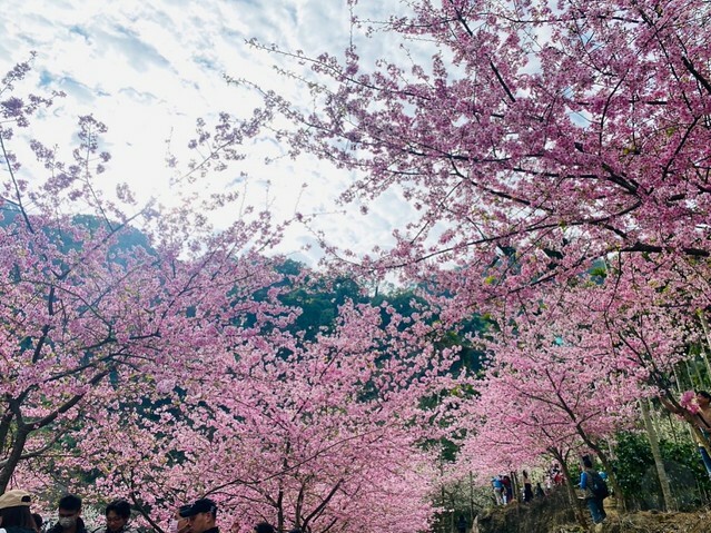 雲林縣古坑鄉2024青山坪農場｜1月15日登場，雲林賞花新秘境，粉色櫻花，免費入園