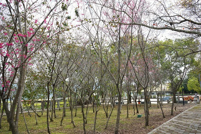 台中市中區2024新社櫻花季｜台中新社免費賞櫻景點大放送，賞櫻懶人包!